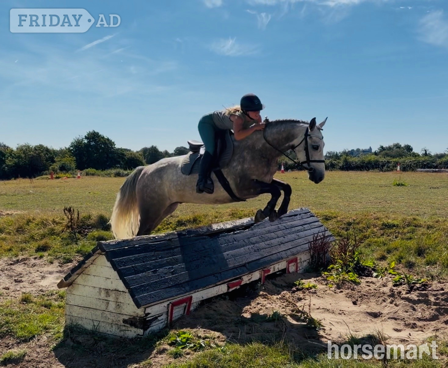 Raheen "Ash: quiet, brave, versatile, extremely easy ride" Rose Grey Gelding All Rounder