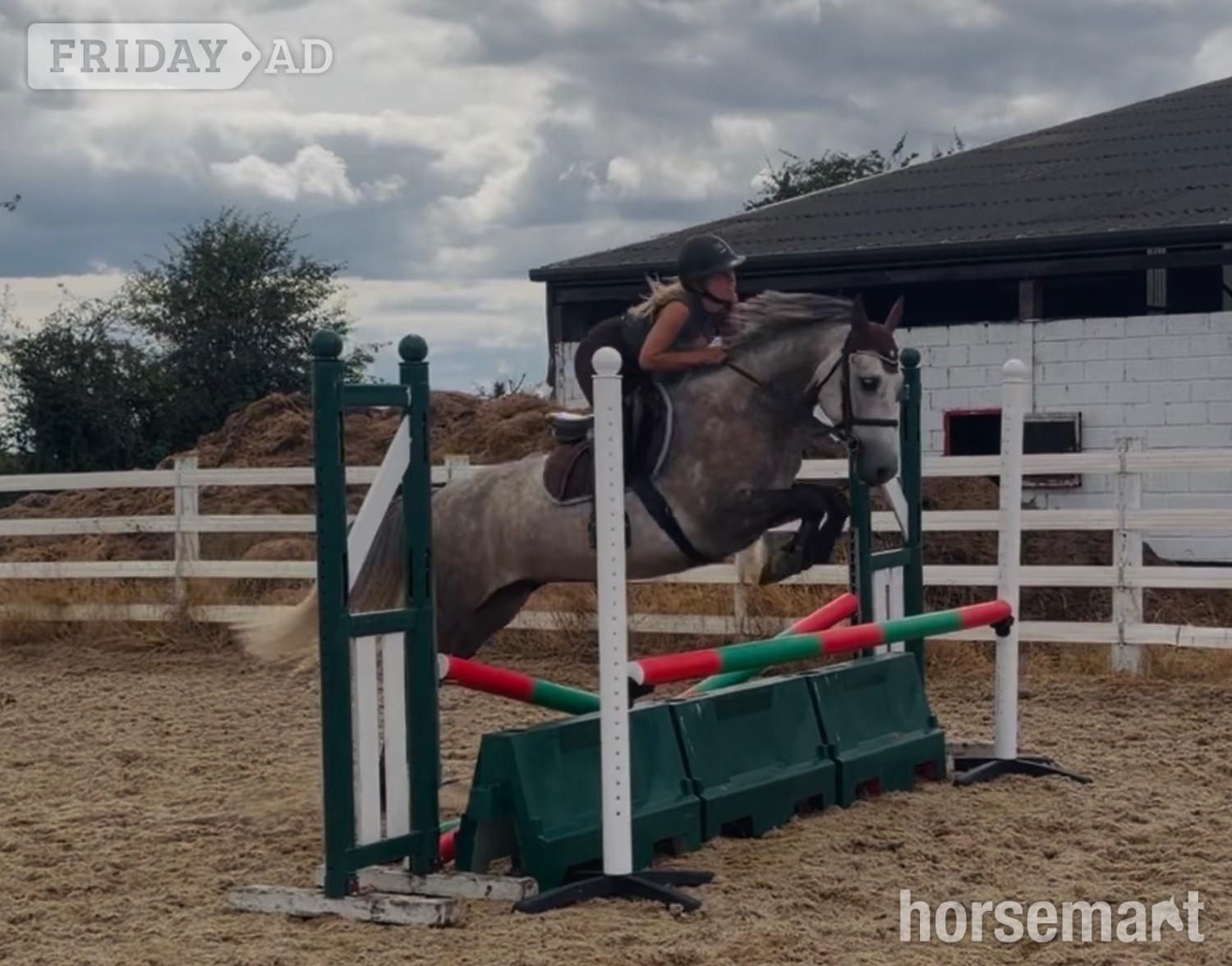 "Ash: quiet, brave, versatile, extremely easy ride" Rose Grey Gelding All Rounder - Horses in Raheen