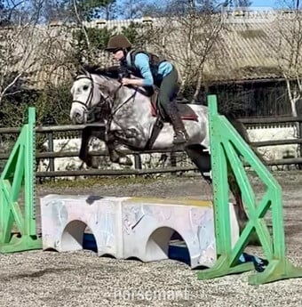 "Rielly" Dapple Grey Gelding All Rounder