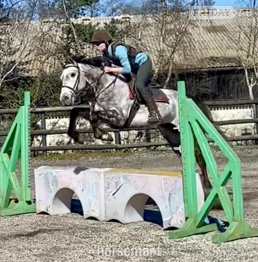 "Rielly" Dapple Grey Gelding All Rounder in King's Lynn