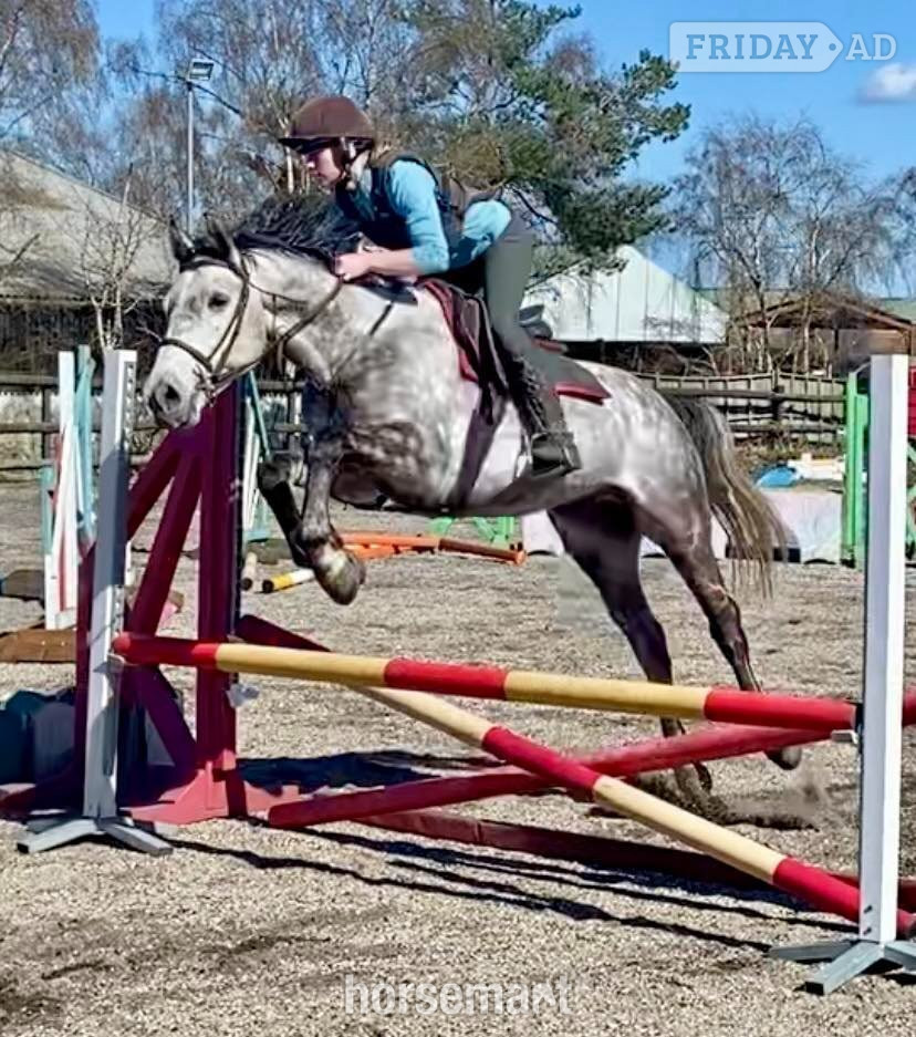 "Rielly" Dapple Grey Gelding All Rounder