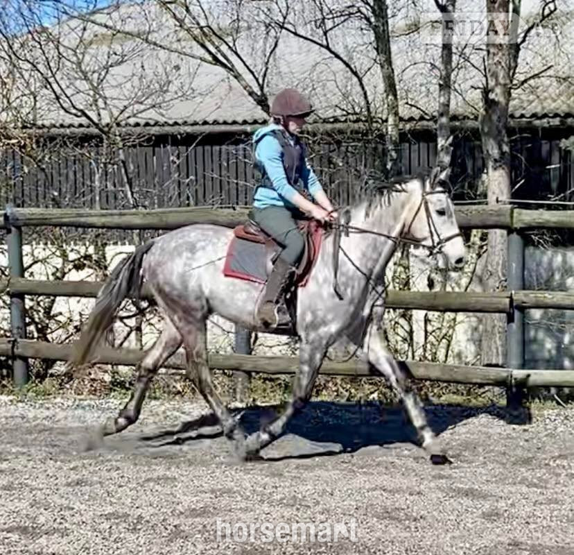 King's Lynn "Rielly" Dapple Grey Gelding All Rounder