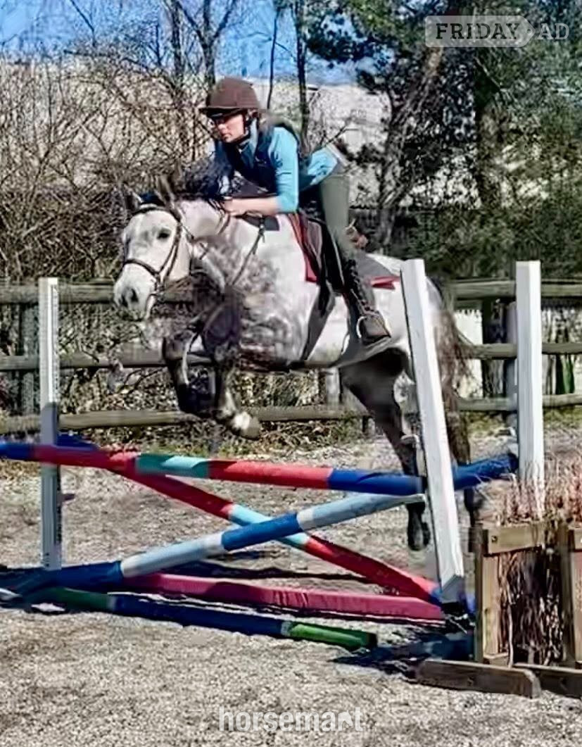 "Rielly" Dapple Grey Gelding All Rounder - 