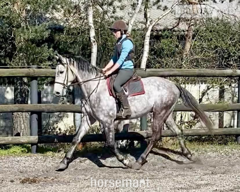 "Rielly" Dapple Grey Gelding All Rounder -  in King's Lynn