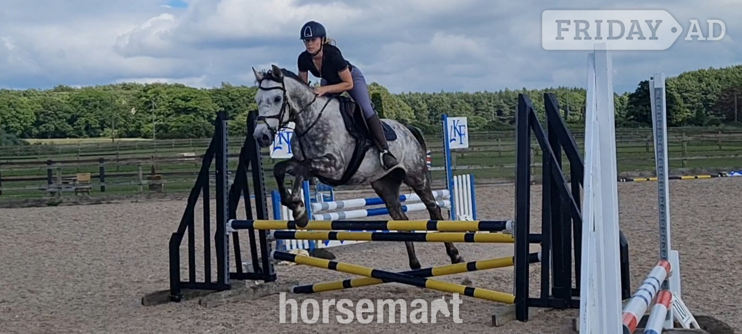 "Rielly" Dapple Grey Gelding All Rounder in King's Lynn