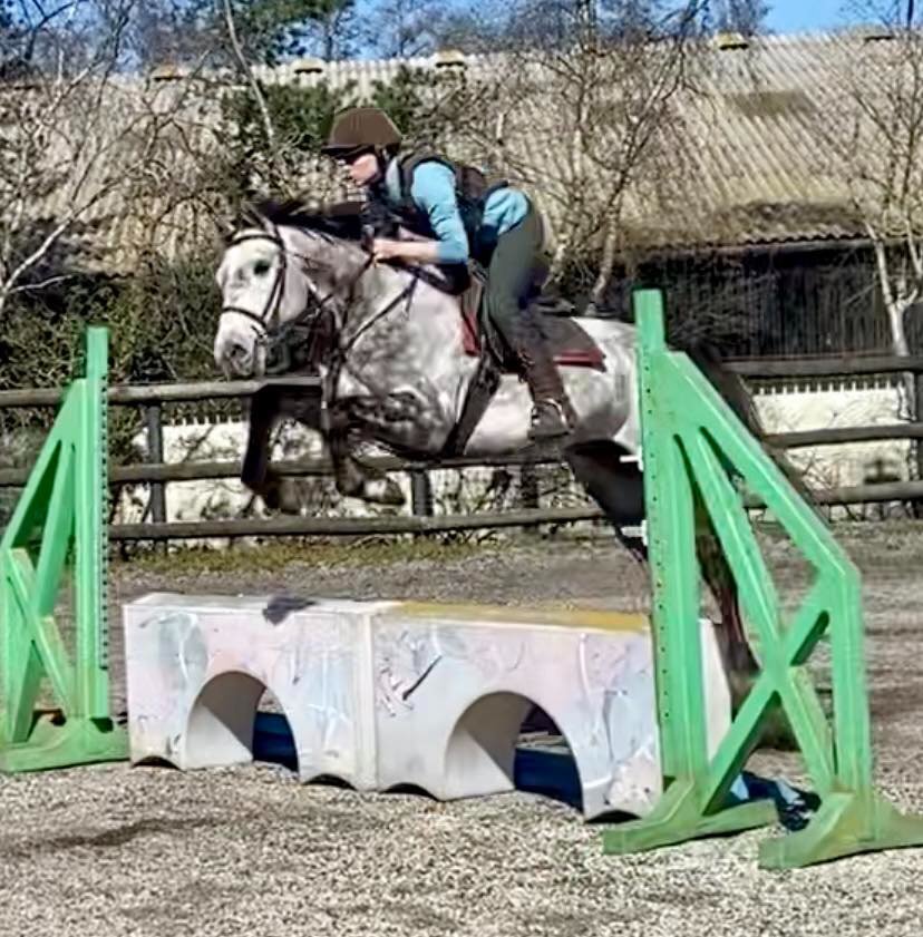 "Rielly" Dapple Grey Gelding All Rounder