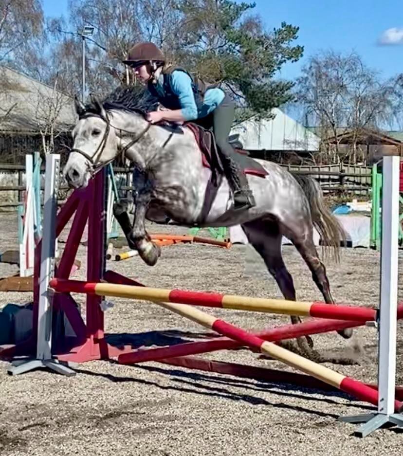 King's Lynn "Rielly" Dapple Grey Gelding All Rounder