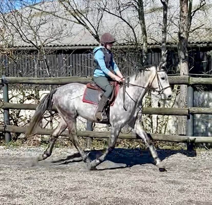 "Rielly" Dapple Grey Gelding All Rounder - Horses in King's Lynn
