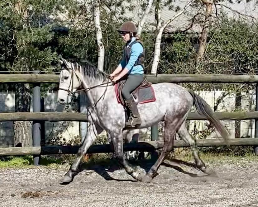 "Rielly" Dapple Grey Gelding All Rounder - Horses