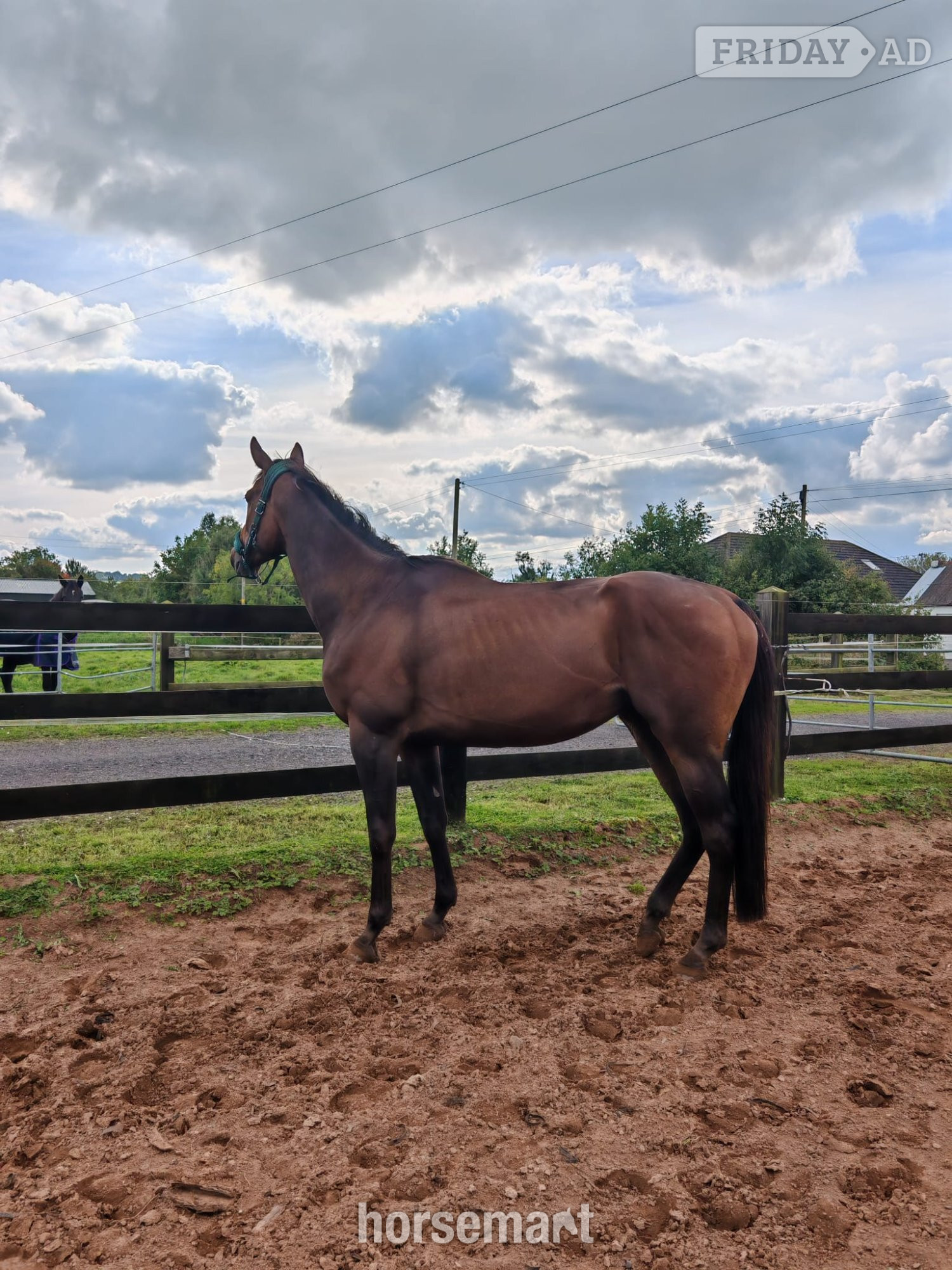 "Archie" Bay Gelding All Rounder in Antrim Town