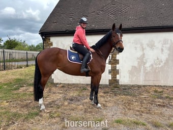 "OCEANANA" Bay Mare All Rounder