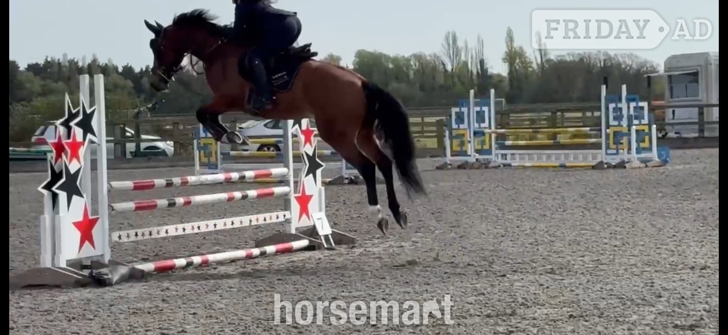 "OCEANANA" Bay Mare All Rounder - Horses in Noak Hill