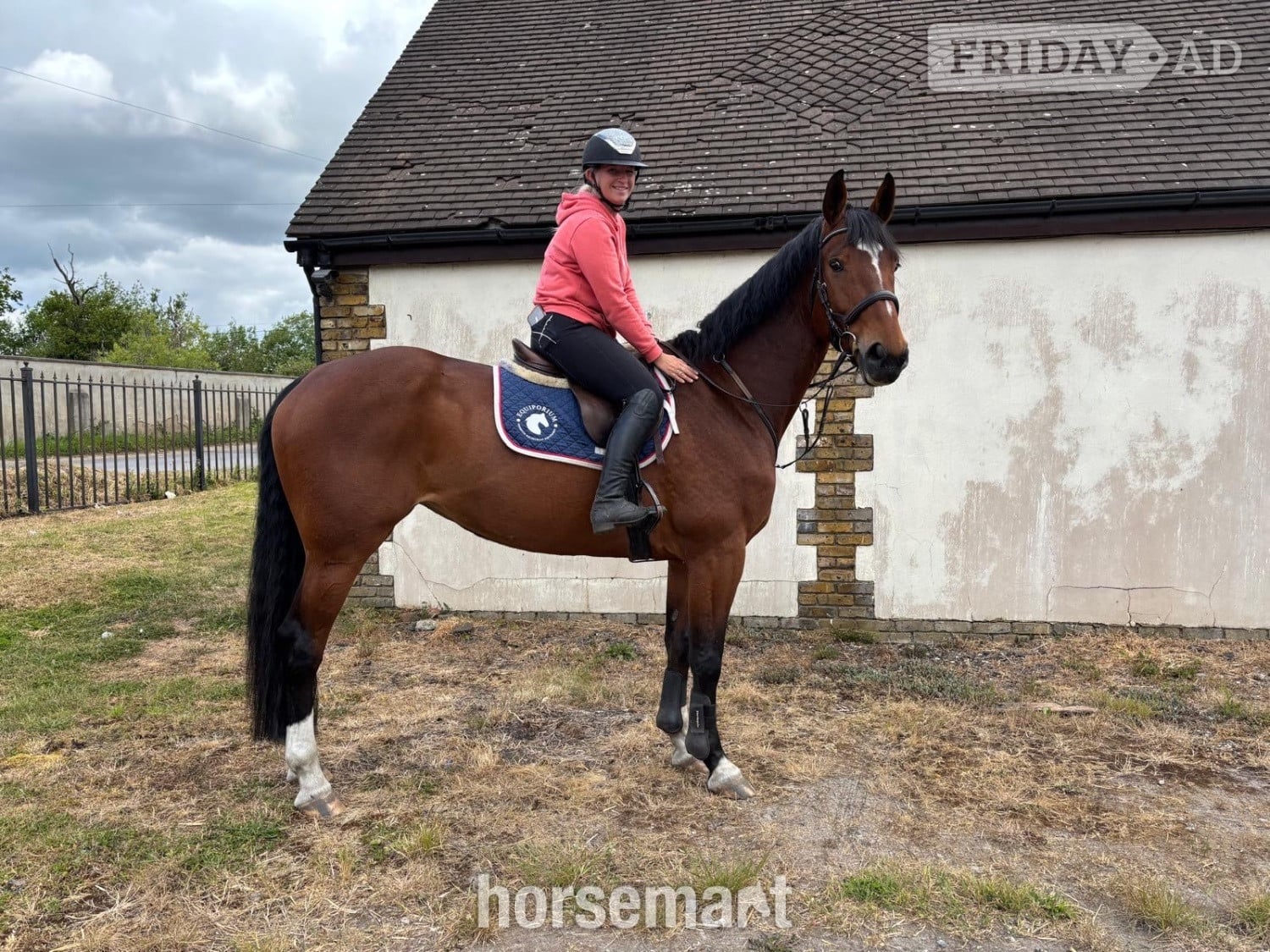 "OCEANANA" Bay Mare All Rounder in Noak Hill