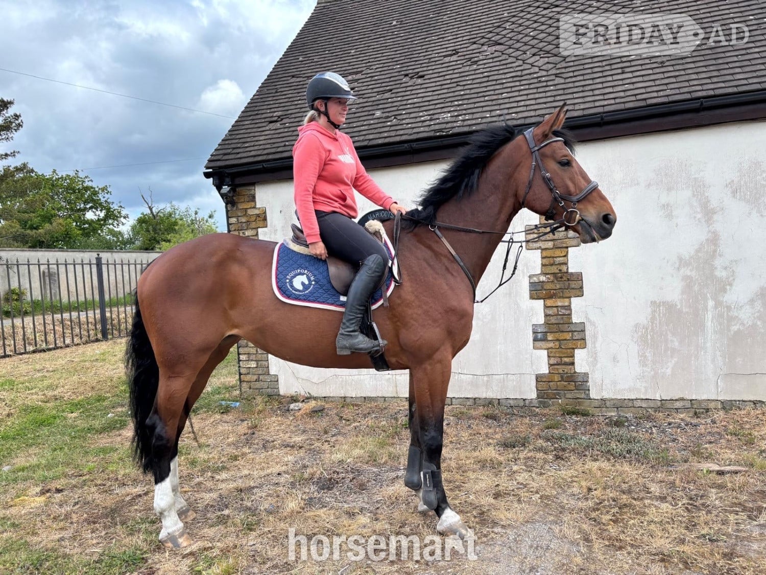 "OCEANANA" Bay Mare All Rounder
