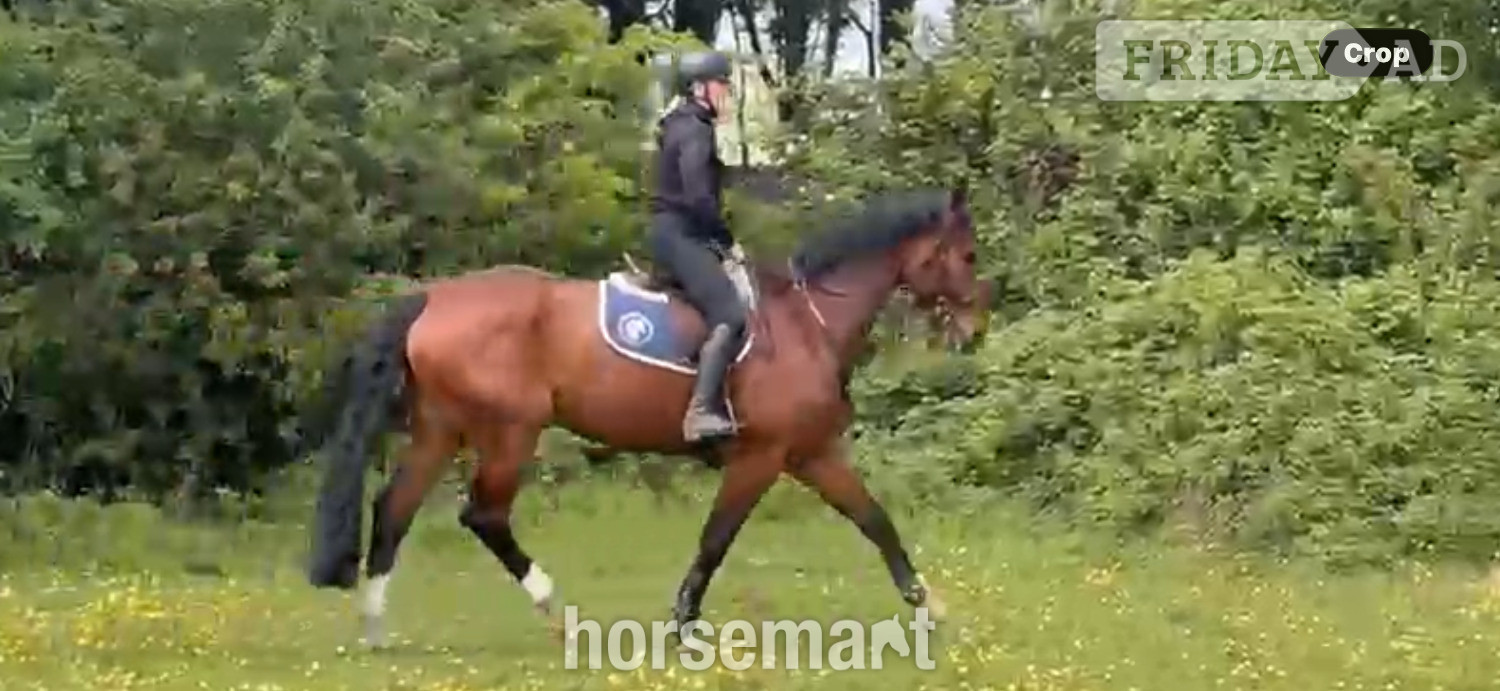 Noak Hill "OCEANANA" Bay Mare All Rounder