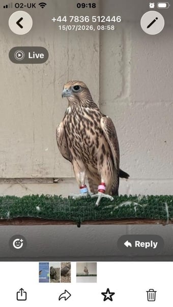 2026 Male Parent Reared Saker 