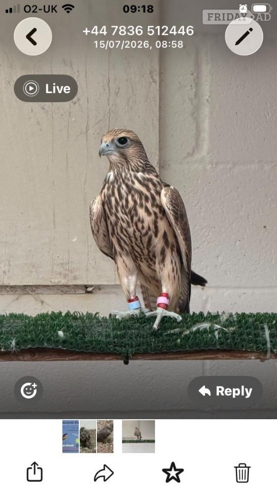 2026 Male Parent Reared Saker  in Tamworth