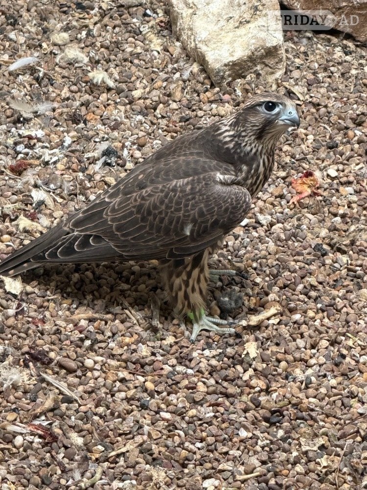 2026 Male Parent Reared Saker 