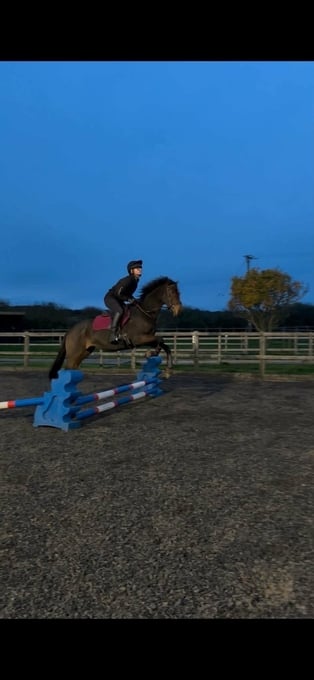 "Ava" Bay Mare All Rounder
