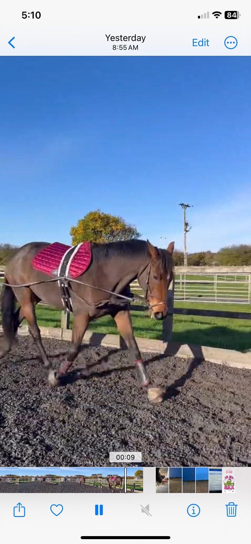 "Ava" Bay Mare All Rounder - Horses in Blackburn