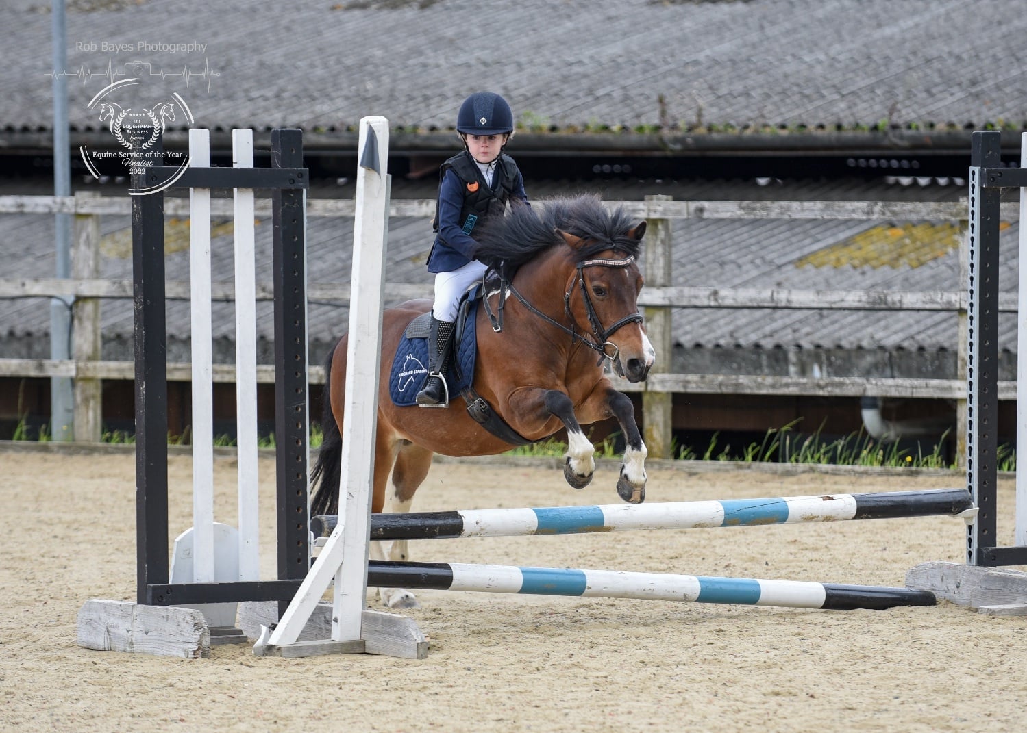 Podimore "Cherry" Skewbald Mare Pony Club Pony