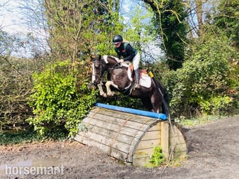 "Jimmy: fun-loving, brave sport pony for a child to learn with" Piebald Gelding All Rounder
