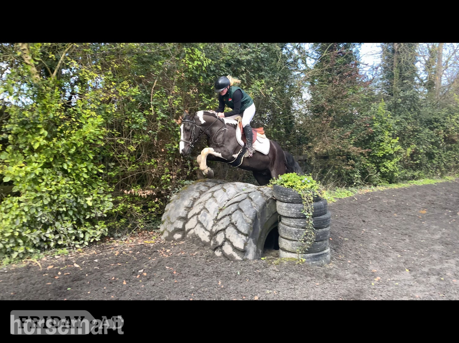 Raheen "Jimmy: fun-loving, brave sport pony for a child to learn with" Piebald Gelding All Rounder
