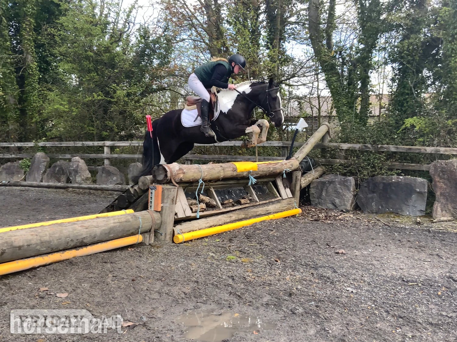 "Jimmy: fun-loving, brave sport pony for a child to learn with" Piebald Gelding All Rounder