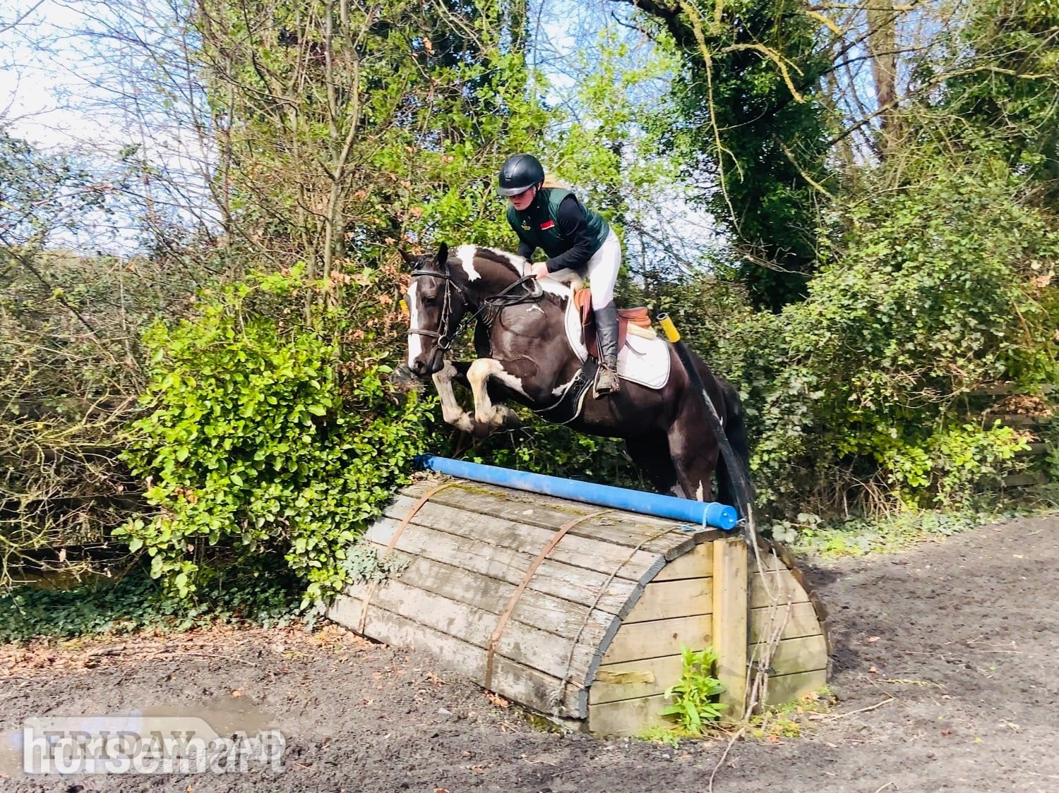 "Jimmy: fun-loving, brave sport pony for a child to learn with" Piebald Gelding All Rounder in Raheen