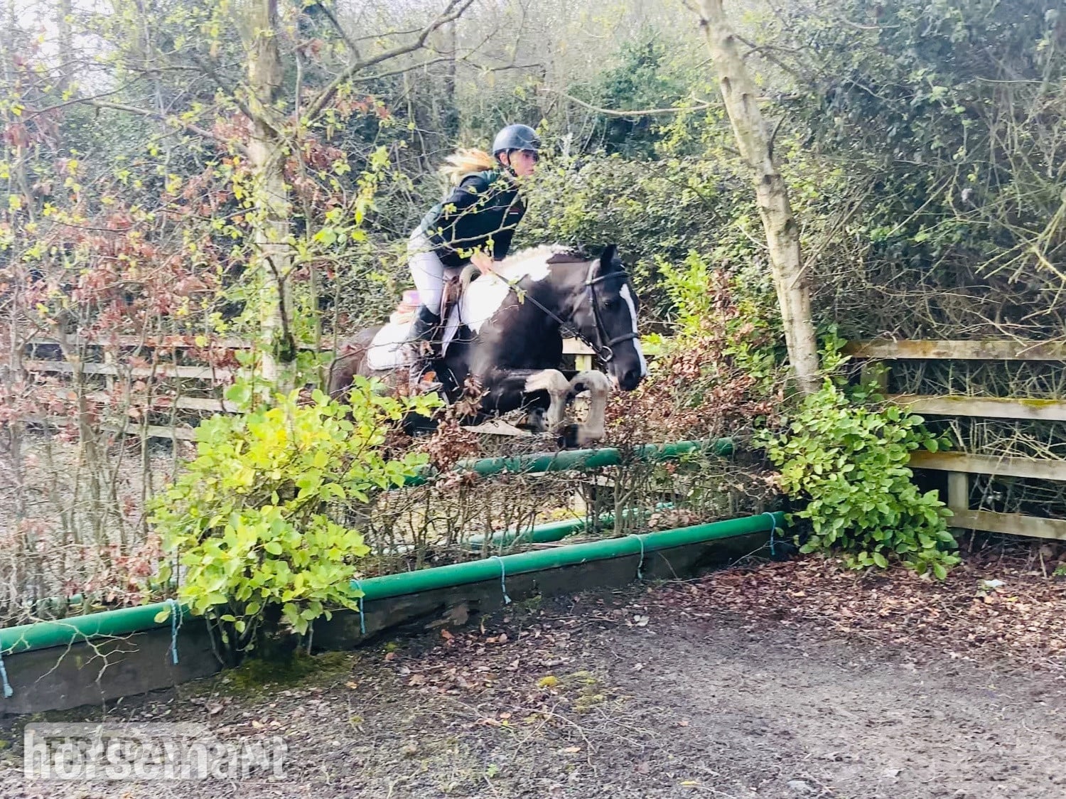 "Jimmy: fun-loving, brave sport pony for a child to learn with" Piebald Gelding All Rounder - Horses in Raheen