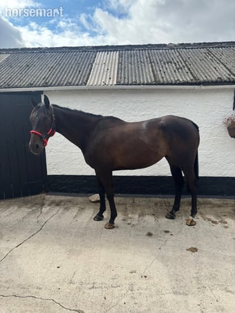 "Christopher Clive" Bay Gelding Hunter
