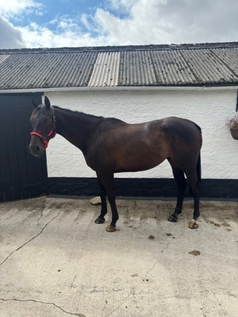 "Christopher Clive" Bay Gelding Hunter