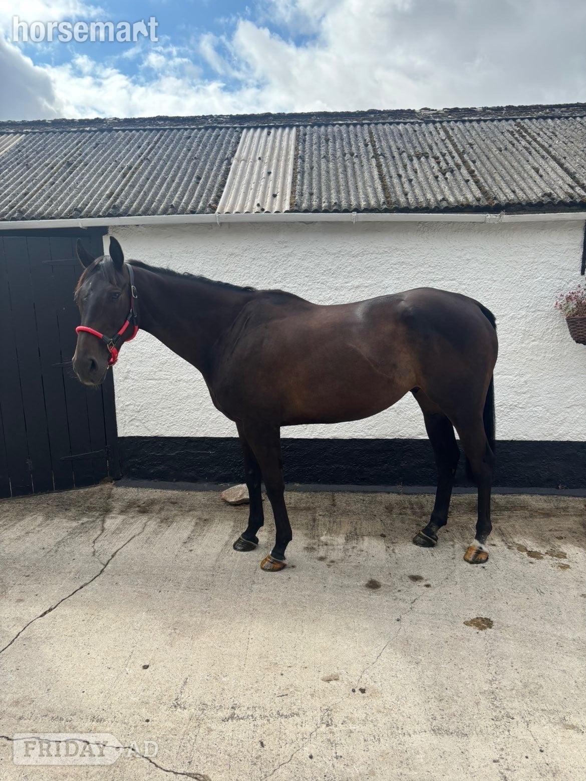 "Christopher Clive" Bay Gelding Hunter in Tavistock