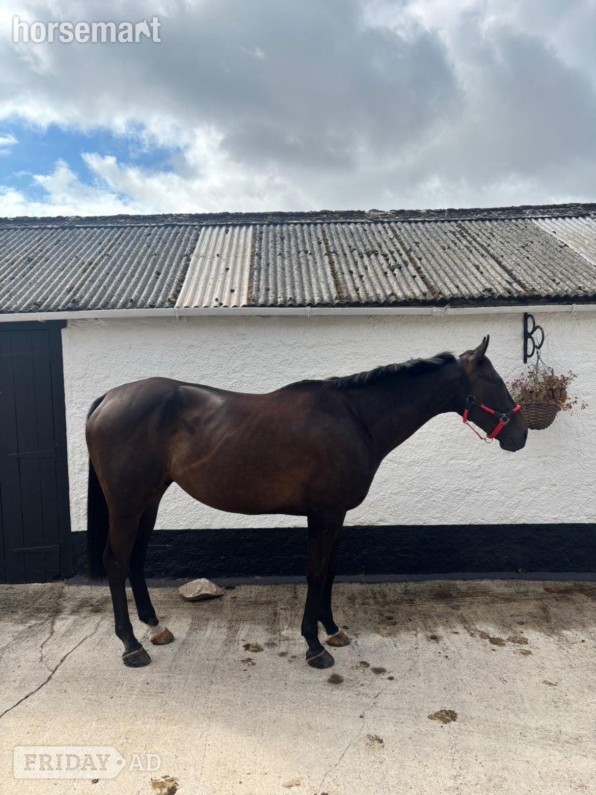 "Christopher Clive" Bay Gelding Hunter