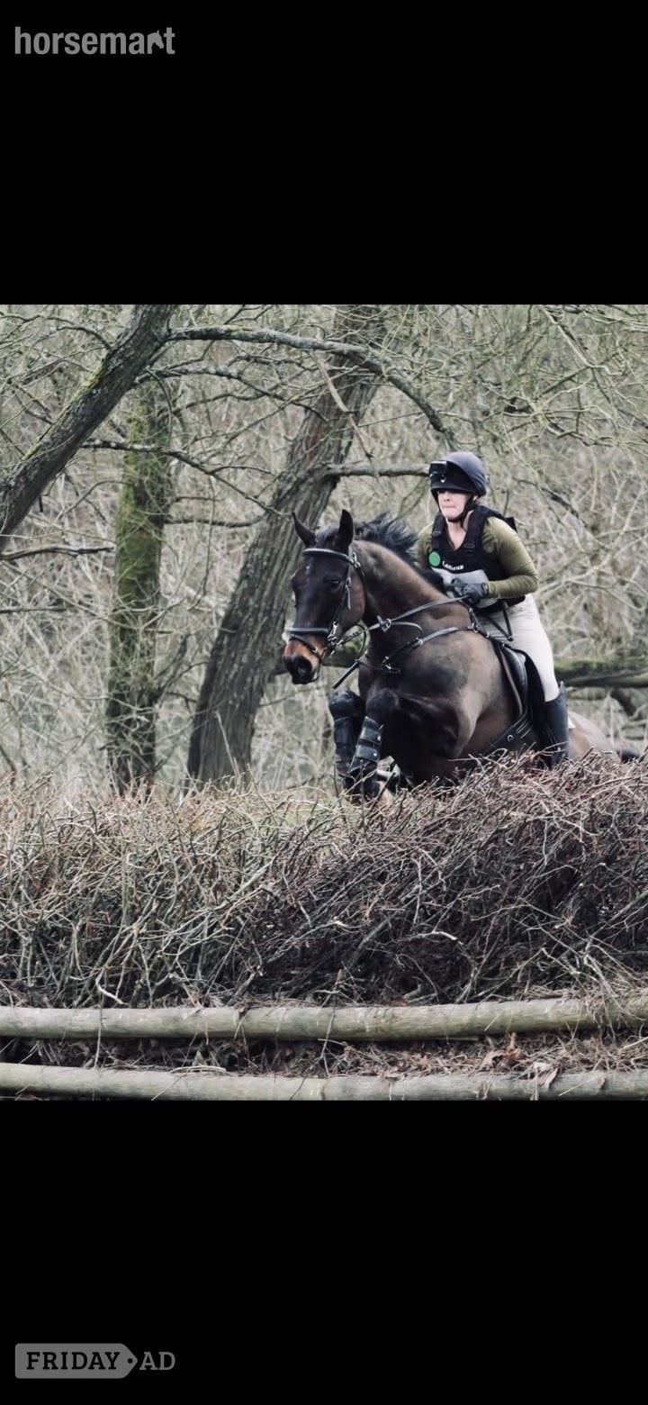 Tavistock "Christopher Clive" Bay Gelding Hunter