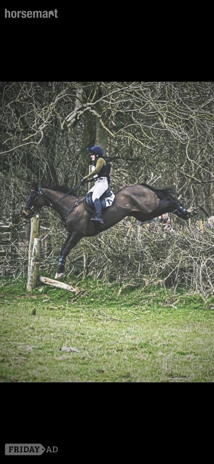 "Christopher Clive" Bay Gelding Hunter - Horses in Tavistock