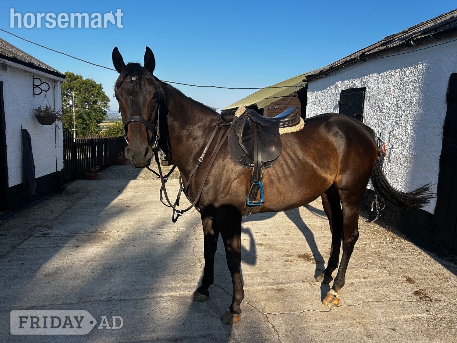 "Christopher Clive" Bay Gelding Hunter - Horses
