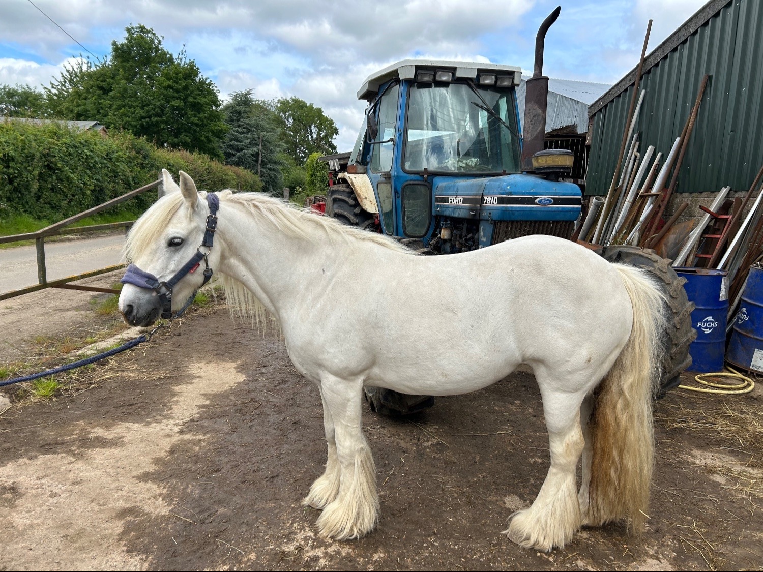 Beccles "Peggy" Grey Mare Happy Hacker