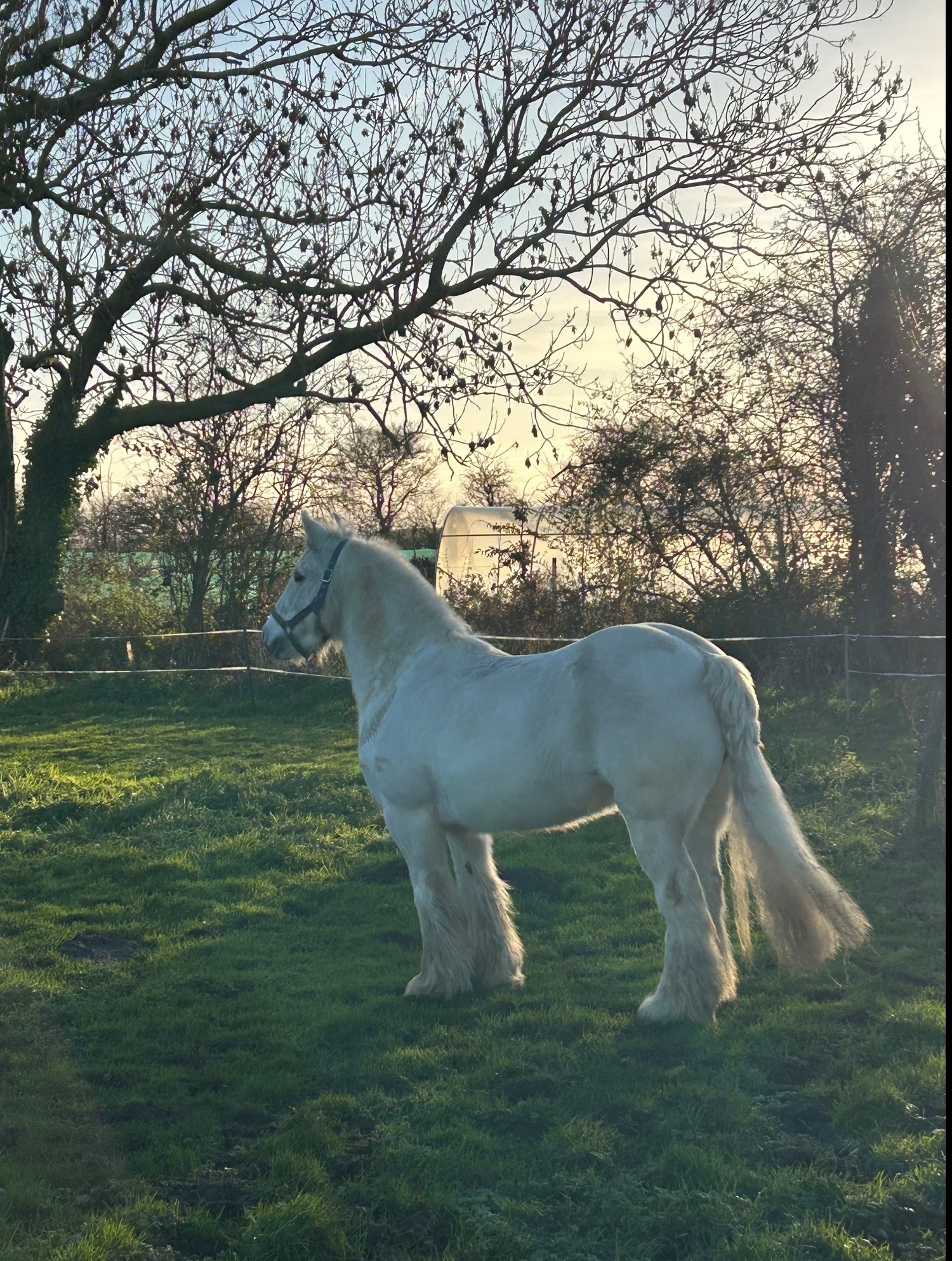 "Peggy" Grey Mare Happy Hacker - Horses in Beccles