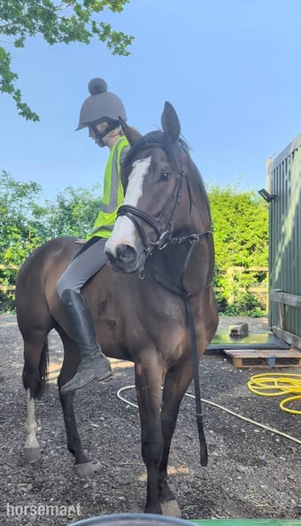 "Deep Run (Elvis)" Bay Gelding Ex Racehorse