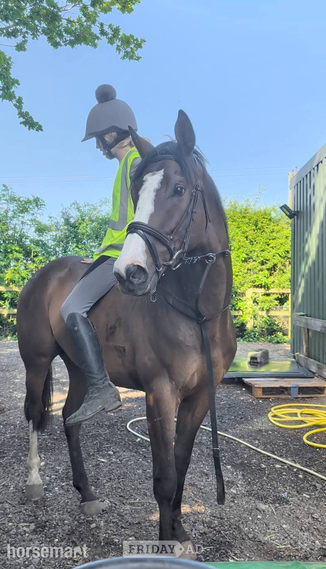 "Deep Run (Elvis)" Bay Gelding Ex Racehorse in Goole
