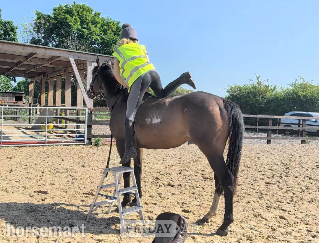 "Deep Run (Elvis)" Bay Gelding Ex Racehorse - Horses in Goole