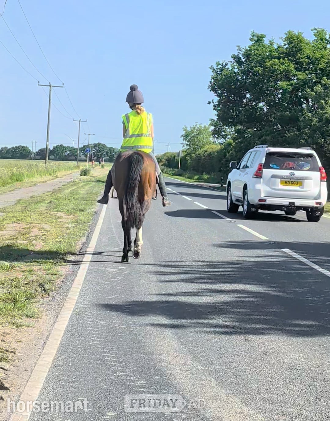 "Deep Run (Elvis)" Bay Gelding Ex Racehorse - Horses