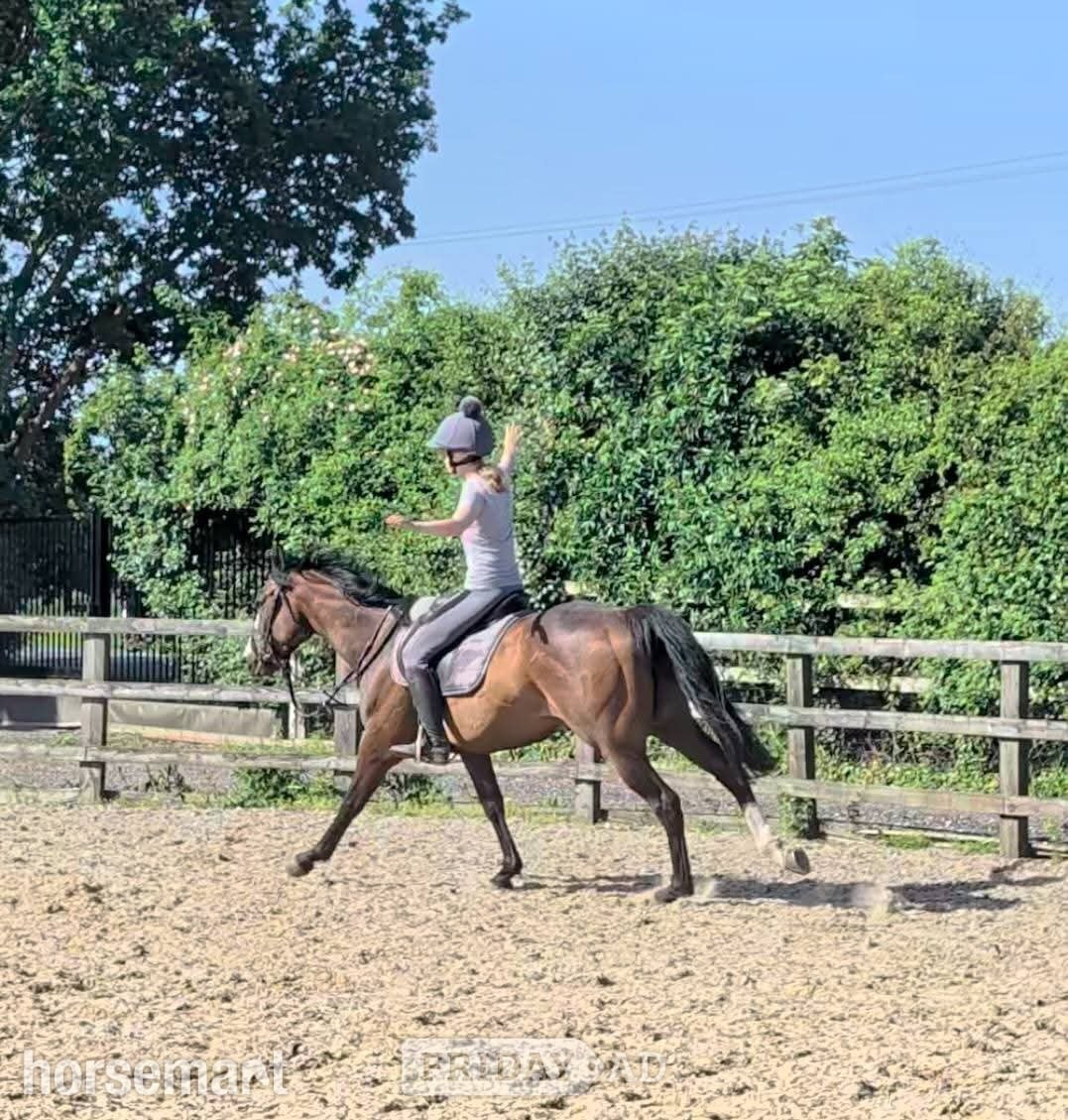 "Deep Run (Elvis)" Bay Gelding Ex Racehorse