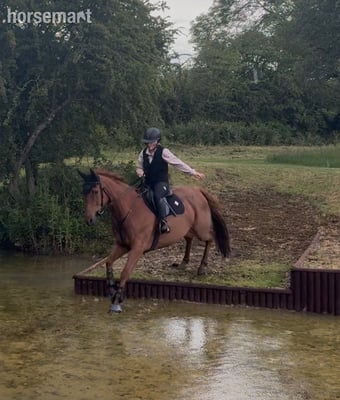 "Harvey" Chestnut Gelding Working Hunter Horse