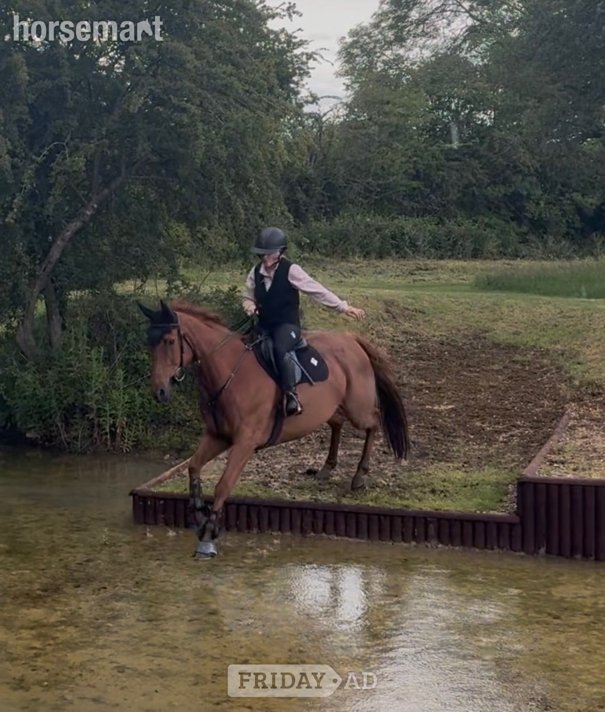 "Harvey" Chestnut Gelding Working Hunter Horse in Norwich