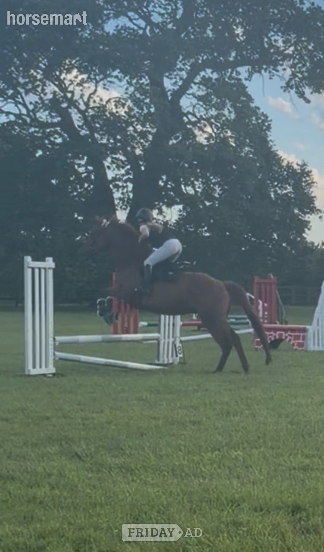 "Harvey" Chestnut Gelding Working Hunter Horse