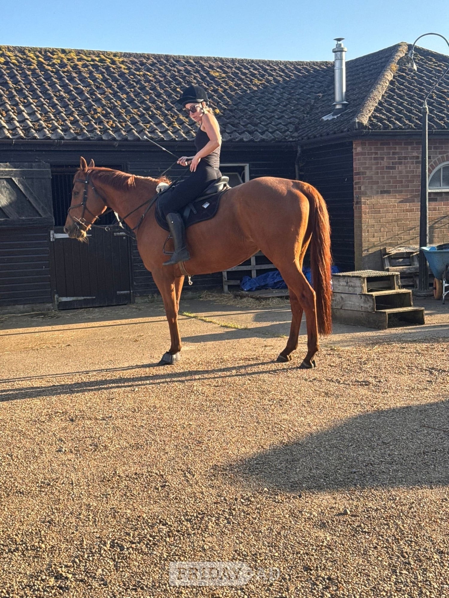 Norwich "Harvey" Chestnut Gelding Working Hunter Horse