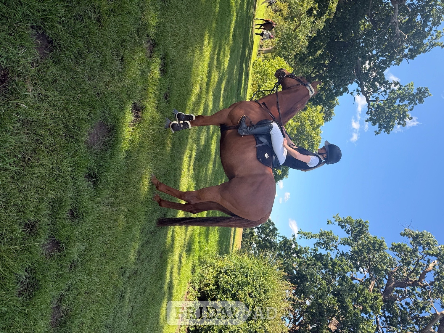 "Harvey" Chestnut Gelding Working Hunter Horse - Horses in Norwich