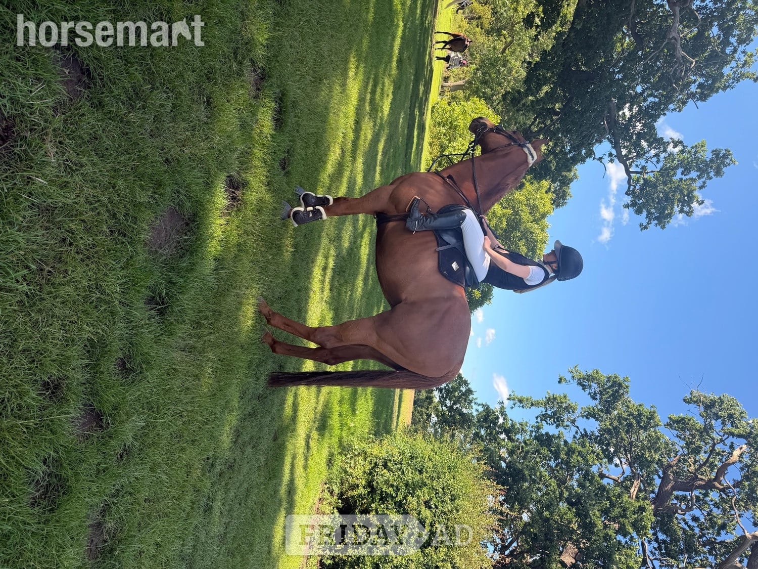 "Harvey" Chestnut Gelding Working Hunter Horse -  in Norwich